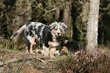 BERGER AUSTRALIEN PUPPIES 615